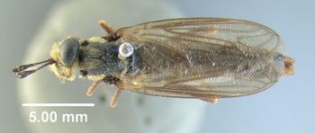Media type: image;   Entomology 10654 Aspect: habitus dorsal view